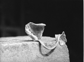 Photosculptures, 1971 