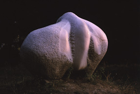 Biological sculpture 