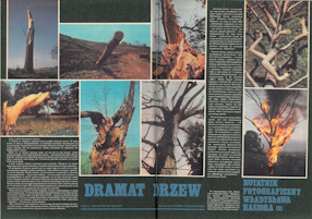 „Dramat drzew. Notatnik fotograficzny Władysława Hasiora (2)”, oprac. P. Kwiatkowski, „Nowa Wieś” 1983, nr 30, s. 12-13. 