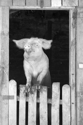 Pig, 2000 