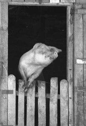 Pig, 2000 