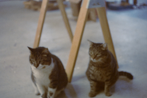 Zdjęcie kotów Magdaleny Fangor i Wojciecha Fangora 