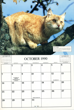 Kalendarz Country Cats 