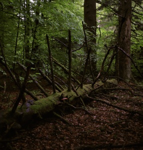 (zdjęcie w głębi lasu, powalone suche drzewo, runo leśne i zielone listki otaczających drzew)