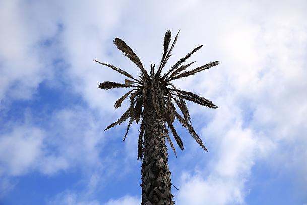 Co się stało z warszawską palmą?