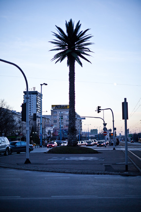 Photographs of Palm tree 