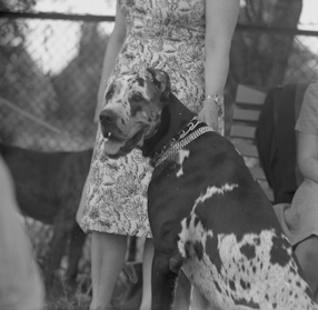 Wystawa psów, 1960 