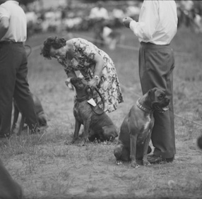 Dog Show, 1960 