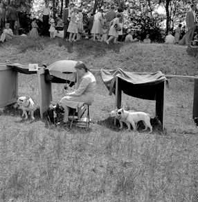 Wystawa psów, 1960 