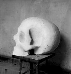 Nature study - a skull 