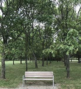 Drzewo w parku Spacer po Parku Bródnowskim