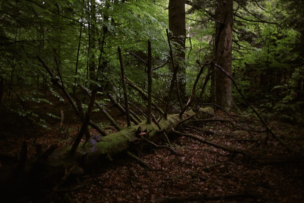 (zdjęcie w głębi lasu, powalone suche drzewo, runo leśne i zielone listki otaczających drzew)